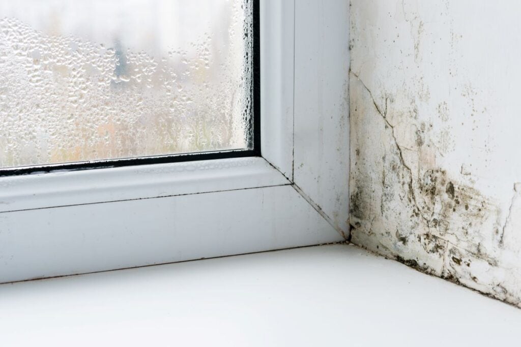 window condensation mold on white wall