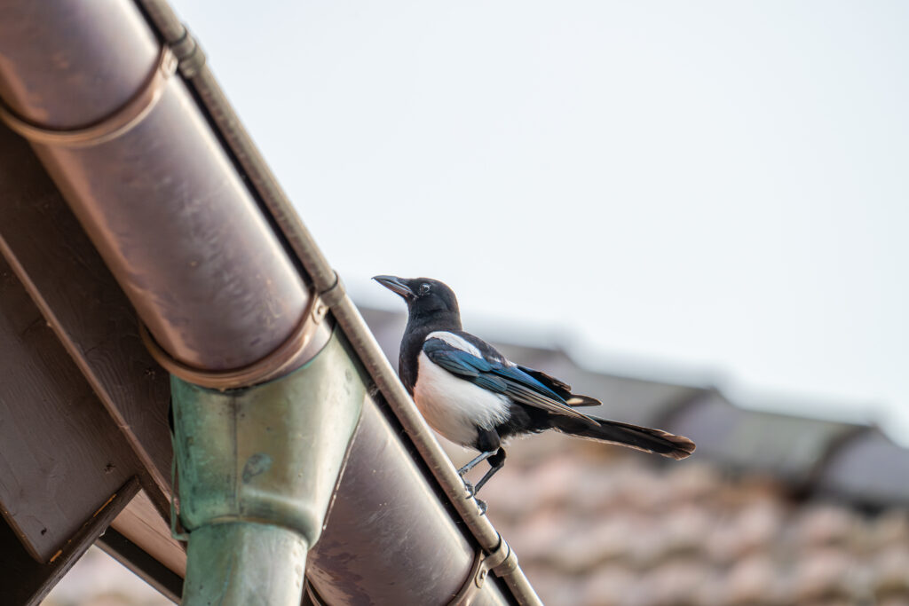 clogged gutters bird on top of gutter