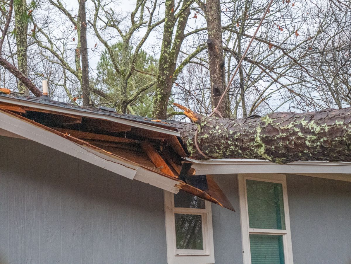 Storm damage tree on roof