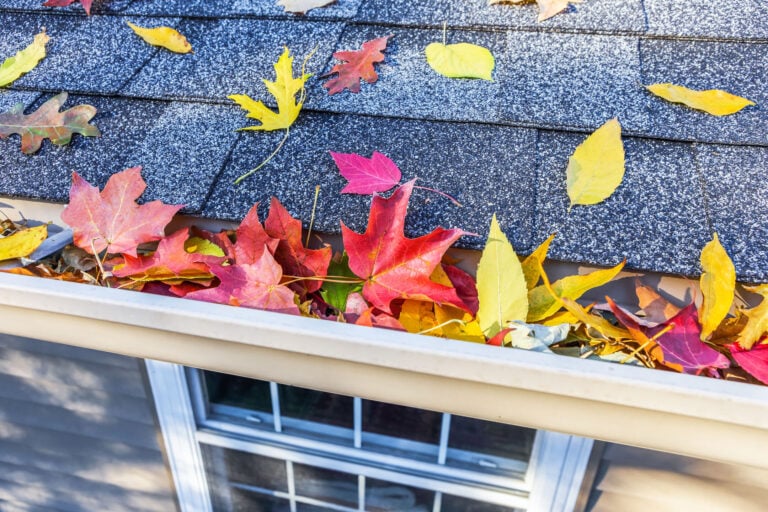 Colorful fall leaves in the gutter on roof