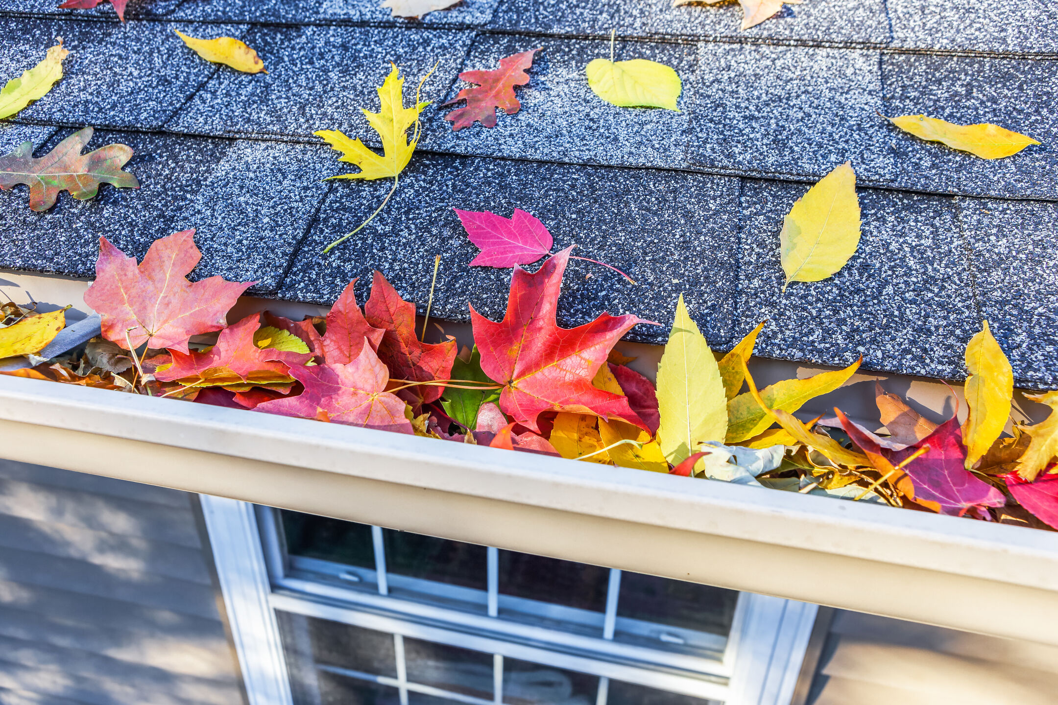 Colorful fall leaves in the gutter on roof